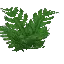 Large Fern