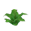Fern
