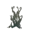 Ashy Bush