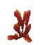 Red Featherleaf