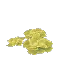 Lime Succulent