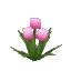 Allium