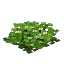 Small Daisies