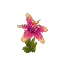 Pink Orchid