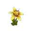 Yellow Orchid