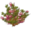 Pink Camelia