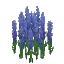 Larkspur