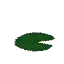 Waterlily