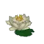 White Waterlily