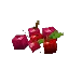 Wild Berries