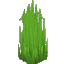 Overgrown Sharp Grass