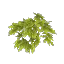 Bamboo Leaves