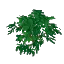 Banyan Leaves