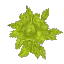 Birch Leaves