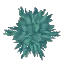 Blue Fig Leaves