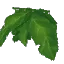 Tropical Leaves
