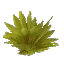 Palm Leaves