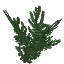 Redwood Leaves