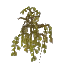 Sallow Leaves