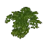 Wild Wisteria Leaves