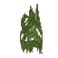 Dark Green Hanging Moss