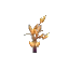 Amber Sapling