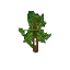 Beech Sapling