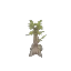 Gumboab Sapling