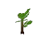 Oak Sapling