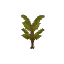 Palm Sapling