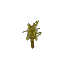 Sallow Sapling