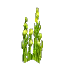 Green Seaweed Bulbs