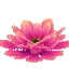 Prototype - Giant Pink Cactus Flower