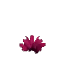 Prototype - Pink Cactus Flower