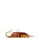 Trilobite